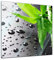 Bilderdepot24 Glasbild - Frischer Bambus - 50x50 cm - Deko Glas - Wandbild aus Glas - Bild auf Glas - moderne Bilderdepot24 Glasbilder - Glasfoto - Echtglas
