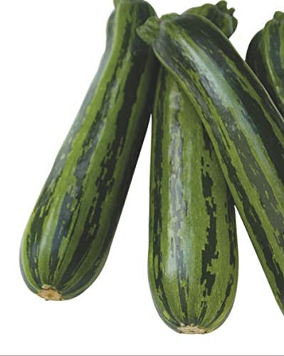 Zucchini Samen Grüner Tiger F1 Zucchinisamen Gemüsesamen 4 Korn Garten Hochbeet Saatgut Dürr Samen