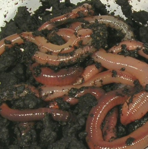 Klages Angelköder kanadische Tauwürmer (1 Styropordose, ca. 24 Stck.)