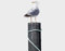 Apalis Fenstersticker Fensterfolie Neugierige Möwe Fensterbilder 80 x 30cm