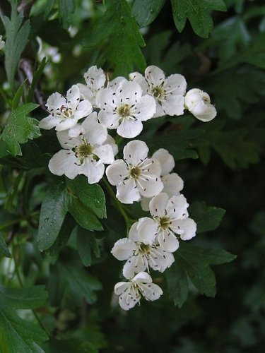 F&G Supplies 10 Hawthorn Hedging Plants 40-60cm,Wildlife Friendly 1-2ft Hawthorne Bare Root Hedge Plants, quickthorn, Whitethorn