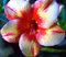 Adenium Obesum Desert Rose - CX Pink Diamond - Perenne Bonsai Seeds (5)