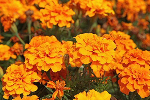 Tagetes patula Tagetes patula 100 Samen