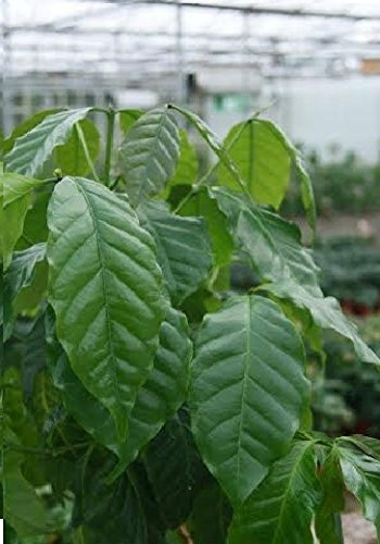 Just Seed - House Plant - Coffea Arabica Nana - Coffee Plant - 15 Seeds