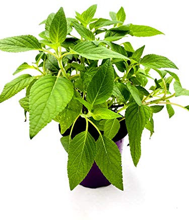 Ananas Salbei Salvia rutilans Kräuter Pflanzen 2stk.