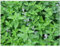 PREMIER SEEDS DIRECT - Catnip- Catmint - Nepeta CATARIA - 2 GRAM ~ Approx 2660 Seeds