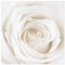 Vliestapete Premium - Blumentapete Pretty White Rose Fototapete Quadrat Vlies Tapete Wandtapete Wandbild Foto 3D Fototapete, Größe HxB: 192cm x 192cm