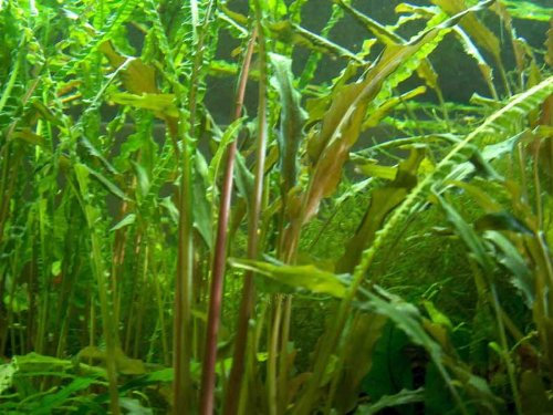 Aquariumset für 200 Literbecken Wasserpflanzen, Dünger, Aquariumpflanzen