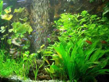 70 Aquariumpflanzen, 10 Töpfe Vordergrund + Dünger
