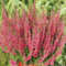 Sommerheide 'Aphrodite' (Garden Girls®) - Knospenblüher
