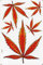 Cannabis Blumen Pflanzen bunt Aufkleber 5-teilig 1 Blatt 270 mm x 180 mm Sticker Basteln Kinder Party