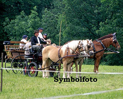 AMKA Zweispännergeschirr, 1a Ausführung, Gr. Haflinger/VB