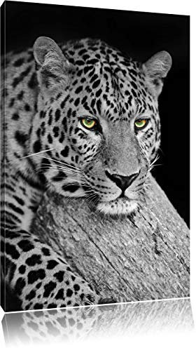 Pixxprint ruhender Leopard B&W, Größe: 60x40cm, Leinwandbild, fertig gespannt, Wandbild, Dekoration, Kunstdruck, kein Poster