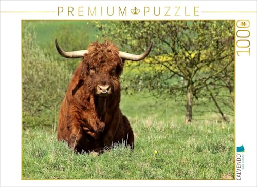 CALVENDO Puzzle Schottischer Hochlandbulle mit Schafstelze (Motacilla Flava) | 1000 Teile Lege-Größe 64 x 48 cm Foto-Puzzle für glückliche Stunden