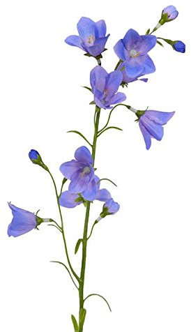 artplants.de Kunstblume Glockenblume Campanula blau 66cm - Künstliche Blume