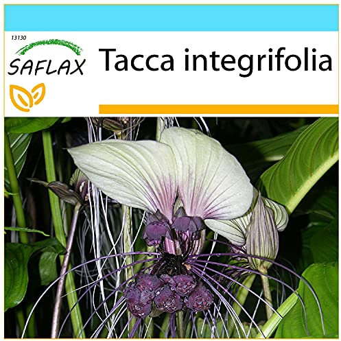 SAFLAX - Geschenk Set - Weiße Fledermausblume - 10 Samen - Mit Geschenk- / Versandbox, Versandaufkleber, Geschenkkarte und Anzuchtsubstrat - Tacca integrifolia
