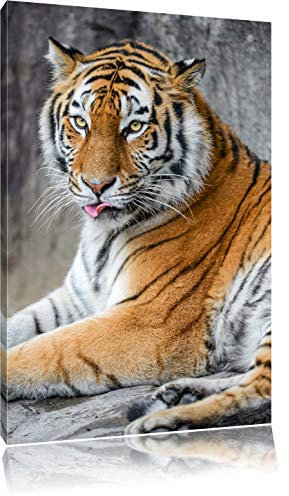 beau tigre pendant le nettoyage Toile, XXL photos complètement encadrée avec de grandes images de coin, art impression sur la photo murale avec cadre, moins cher que la peinture ou une peinture à l'huile, pas une affiche ou bannière