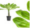 1x echte Hawaii Palme - ca. 45cm gross - brighamia insignis Vulkanpalme/blühende Zimmerpflanze Hawaiipalme endemisch aus Hawaii - sehr exotisch, immergrün