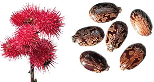 Ricinus communis - Wunderbaum - (Palma Christi) - 10 Samen -