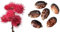 Ricinus communis - Wunderbaum - (Palma Christi) - 10 Samen -