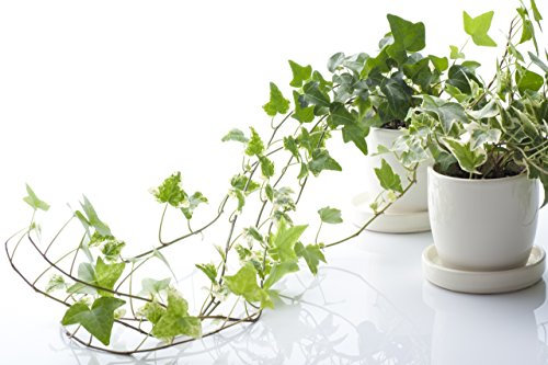 Inglés hiedra (Hedera helix)50 Semillas - Plantas de interior de hoja perenne para mejorar la calidad del aire interior