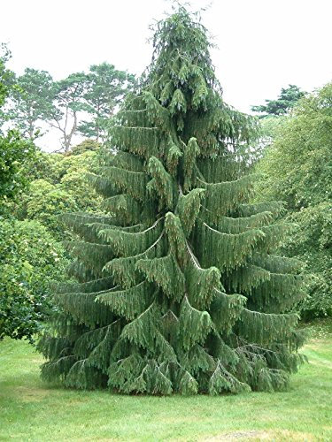 Himalayano abete rosso, Picea smithiana, (Morinda abete rosso), Albero 30 semi (Evergreen)