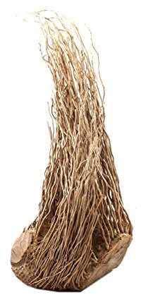 Dragon Bananenwurzel – eindrucksvolle Naturdekoration für Wüstenterrarien (Mittel - ca 45-70cm)