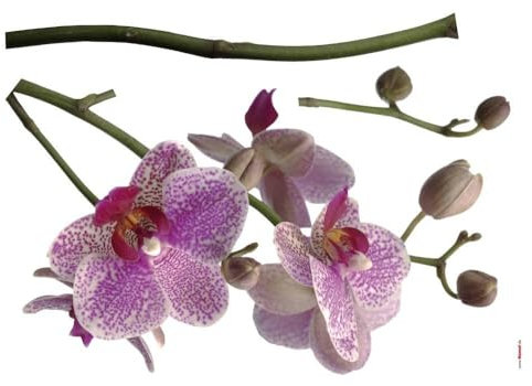 Komar - Deco-Sticker ORCHIDEE - 100 x 70 cm - Wandtattoo, Wandbild, Wandsticker, Wandaufkleber, Walltattoo, Blumen, Blüten, Natur, Blütenknospe, Pflanze -17702h, Lila/weiß/Grün