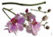 Komar - Deco-Sticker ORCHIDEE - 100 x 70 cm - Wandtattoo, Wandbild, Wandsticker, Wandaufkleber, Walltattoo, Blumen, Blüten, Natur, Blütenknospe, Pflanze -17702h, Lila/weiß/Grün