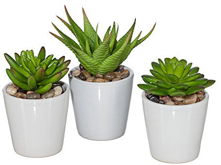 Gasper Sukkulentenmix3er-Set, mit Keramiktopf