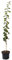 Säulenpflaume Imperial, schmaler Pflaumenbaum blaue Pflaume 120-170 cm im 7,5 Liter Topf, Unterlage St. Julien A