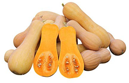 Kürbis Butternut Waltham (Cucurbita moschata) 10 Samen