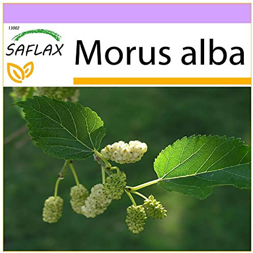 SAFLAX - Weißer Maulbeerbaum - 200 Samen - Morus alba