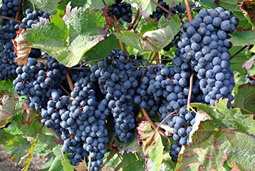 Vitis riparia 5 Samen Riverbank grape, Uferrebe, Weintraube