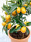 35 Samen Kumquat Balkon Terrasse Topfobstbaum Pflanze