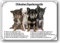 Merchandise for Fans Blechschild/Warnschild/Türschild - Aluminium - 30x20cm Eigentumsrechte Motiv: Chihuahua (01)