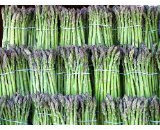 Grüner Spargel (Asparagus officinalis >Mary Washington<) 1000 Samen