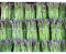 Grüner Spargel (Asparagus officinalis >Mary Washington<) 1000 Samen