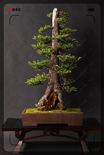 50pcs / bag Sequoia Sequoia rossa Semi, Sequoia Sempervirens Semi, semi di albero bonsai in vaso per la casa e il giardino