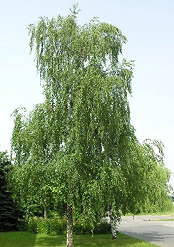 Müller Münchehof GmbH Baum des Jahres 2000 - Sandbirke im Container Größe 100 bis 125 cm