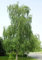 Müller Münchehof GmbH Baum des Jahres 2000 - Sandbirke im Container Größe 100 bis 125 cm