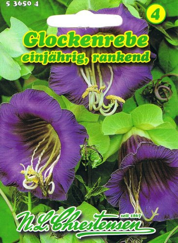 Glockenrebe Rebe Cobaea scandens Schlingpflanze rankend