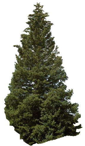 Stech-Fichte (Picea pungens) 30 Samen (Winterhart) auch Blaufichte genannt -Schöner Weihnachtsbaum-