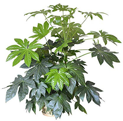 Garden Market Place Indoor Plant -House or Office Plant -Japanese Aralia - Castor oil plant-Approx 50cms Tall
