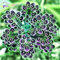 2016 neue Verkaufs-50pcs Kalanchoe Bonsai Blumensamen Seltene Hausgarten Luftreinigung Innentopf Novel Sukkulente Pflanzen geben Schiff frei