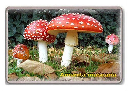 Mushrooms/Amanita muscaria/fridge/magnet...!!! - Kühlschrankmagnet