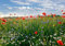 wandmotiv24 Fototapete Blumenwiese, XL 350 x 245 cm - 7 Teile, Wanddeko, Wandbild, Wandtapete, Mohnblume, Feld, Himmel, Küche M0493