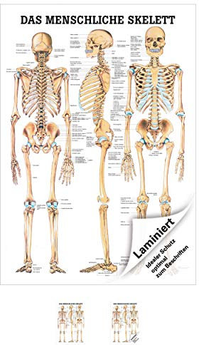 Sport-Tec Das menschliche Skelett Poster Anatomie 70x50 cm medizinische Lehrmittel