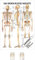 Sport-Tec Das menschliche Skelett Poster Anatomie 70x50 cm medizinische Lehrmittel