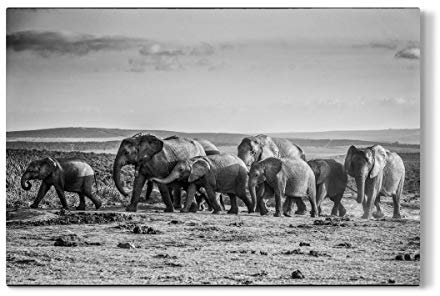 artboxONE Galerie-Print 150x100 cm Elefanten Karavane hochwertiges Acrylglas auf Alu-Dibond von Gorazd Golob